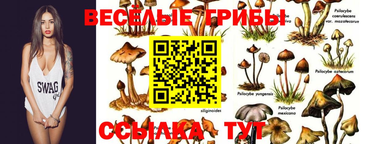 Галлюциногенные грибы Psilocybine cubensis  Вход с VPN  Псилоцибиновые грибы Cubensis  Бирск 